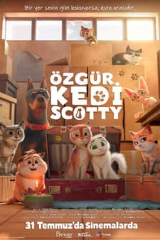 Özgür Kedi Scotty