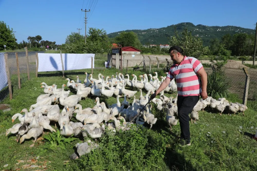 ORDU’DA KAZ BEREKETİ