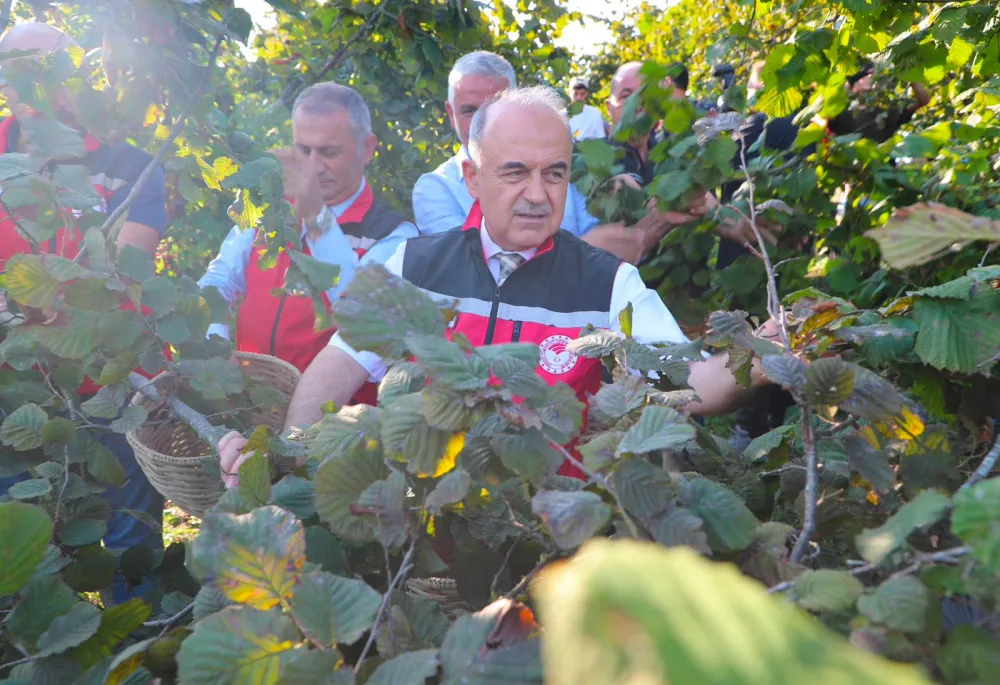Fındık Hasat Sezonu Başladı
